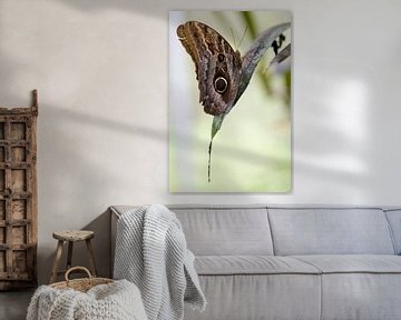 Caligo Teucer - Uilvlinder rustend op een blad van rene marcel originals