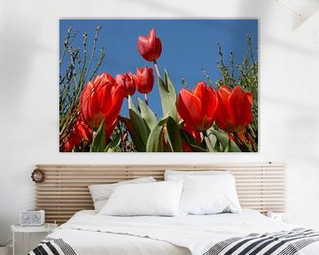 rode tulpen close up met blauwe lucht van Carmela Cellamare