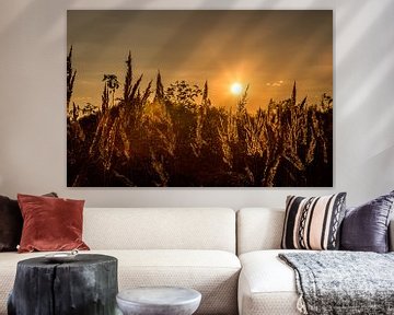 Grasses at sunset by Annett Mirsberger