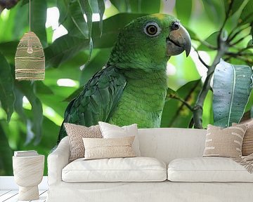 Green aratinga parrot in its natural environment by rene marcel originals