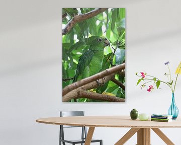 Green aratinga parrot in its natural environment by rene marcel originals