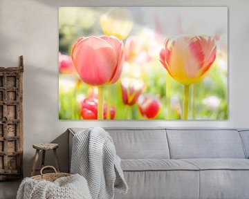 Tulipes sur Eddy Westdijk