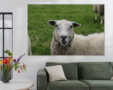 schaap schapen weiland van Frans Versteden