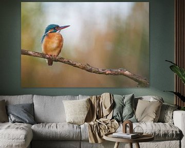 Kingfisher by Kingfisher.photo - Corné van Oosterhout