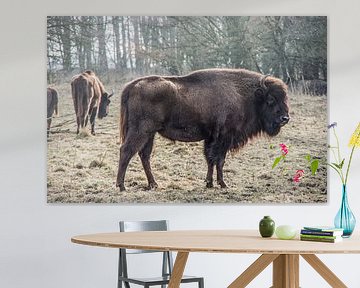 Bison sur Wouter van Rheenen