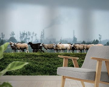 Schapen in Nationaal Park de Biesbosch