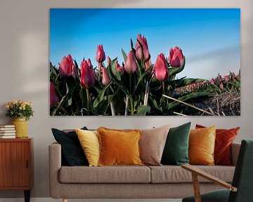Tulips (tulpen) de bollenstreek van Niels Hoogenbosch