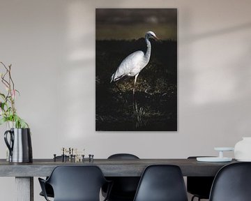 Great White Heron by Peter Boon