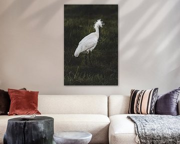 Spoonbill 1 ~ shy by Peter Boon