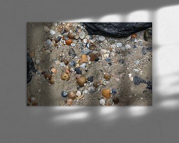schelpen op het strand van westkapelle in zeeland