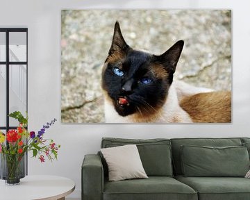 Brutale kater