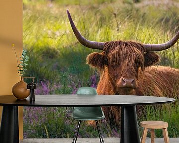 Hooglander in de heide van Laura Drijfhout