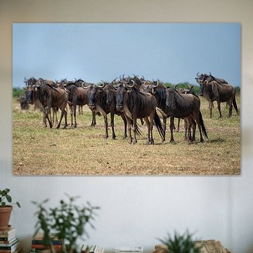 auf der Suche nach einem Ort zum Überqueren