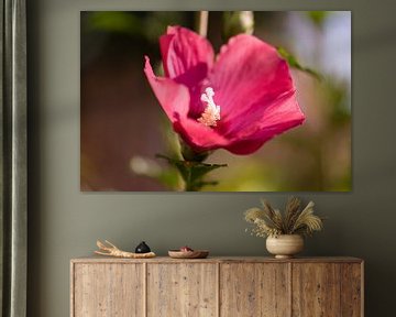 roze hibiscus van Tania Perneel