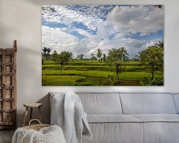 Great green rice field. Buleleng Regency, Bali, Indonesia by Tjeerd Kruse
