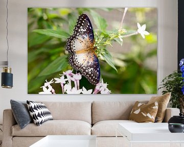 butterfly by Dennis Eckert