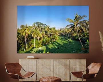 Rice terrace in summer, Bali, Indonesia by Tjeerd Kruse