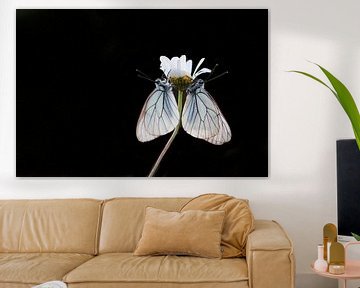 Black butterflies van Esther Ehren