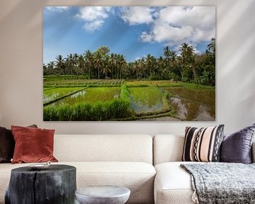 de zon komt op boven de groene velden van de rijstvelden van Tegalalang in het hart van Bali, Indone