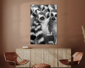 Lemuren Dieren Madagaskar van Tanja Riedel