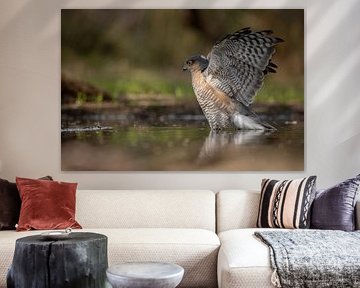 Sparrow spreads wings by Esther Bakker-van Aalderen