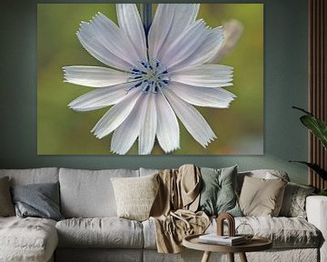 White Chicory by Ronald Smits