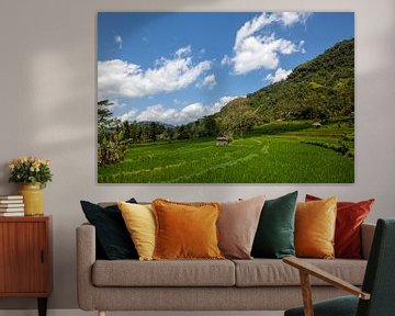 Terrace-shaped rice field in the harvest season in Bali, Indonesia by Tjeerd Kruse