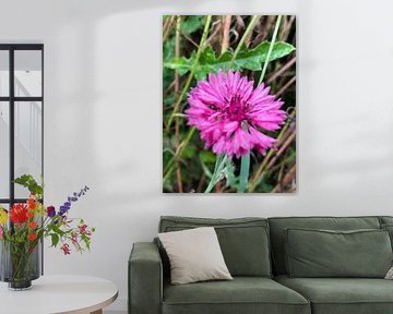 Cornflower pink