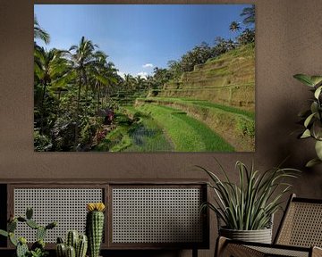 Detail einer Tegalalalang Reisterrasse in Ubud, Bali, Indonesien von Tjeerd Kruse