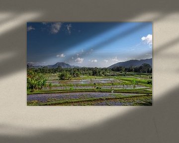 Tropisch rijstveld in het noorden van Bali, Indonesië
