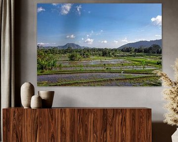 Tropisches Reisfeld im Norden von Bali, Indonesien von Tjeerd Kruse