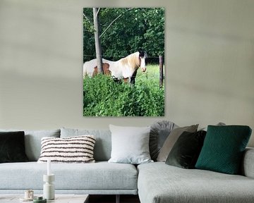 Paard