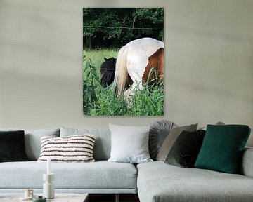 Paard-pony