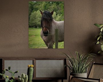 Boerenpaard