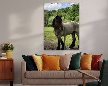 Boerenpaard 2