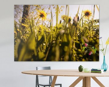 Paardebloemen in het voorjaar. van Arthur van Iterson