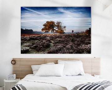 Trees on the moors of the Veluwe by Tim Annink