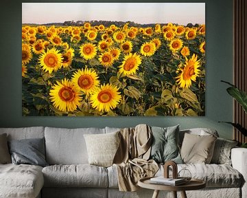 Sunflower field in the morning light by Erich Werner