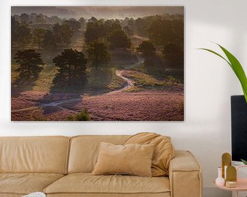Sunrise at Brunssummer Heide / Heather Landscape