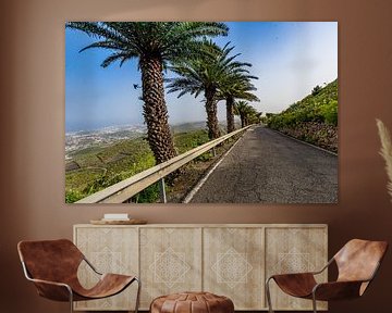 Palmiers le long de la route à Gran Canaria