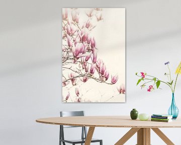 Magnolia boom