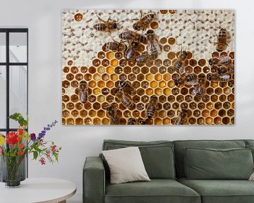 Honey bees on their board with honey by Joost Adriaanse