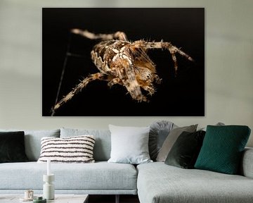 Kleine kruisspin (Araneae) op haar web.