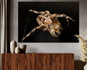 Kleine Kreuzspinne (Araneae) auf ihrem Netz.