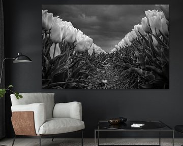 Tulpenveld in zwartwit van Pierre Verhoeven
