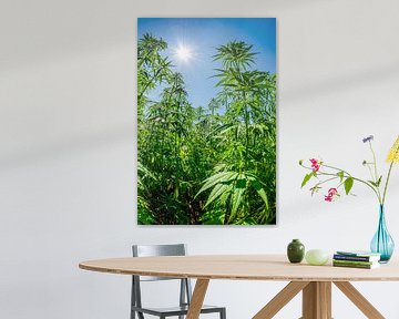 hemp or marijuana by Günter Albers