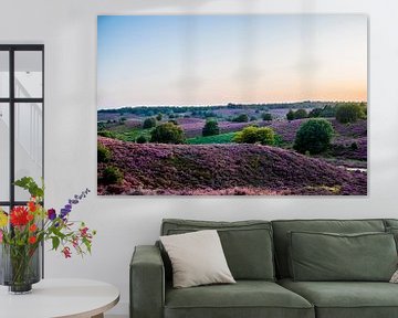 La bruyère sur Veluwe en pleine floraison sur Marcel Krijgsman