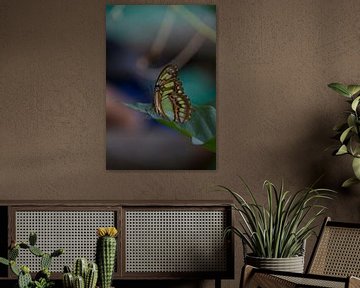 Papillon reposant sur une feuille. sur Tosca Fotografie
