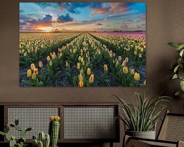 Sunset over a field with tulips bulbs by eric van der eijk