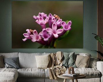 Kleine paarse bloemetjes(2) van Gerard de Zwaan